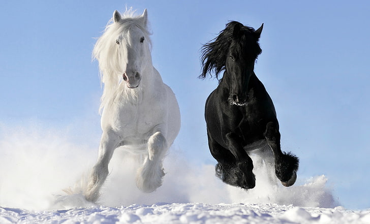 Black Horse Breeds, mammal, domestic, livestock, thoroughbred horse Free HD Wallpaper