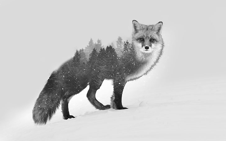 Black White Animal Photography, winter, vertebrate, trees, snowing Free HD Wallpaper