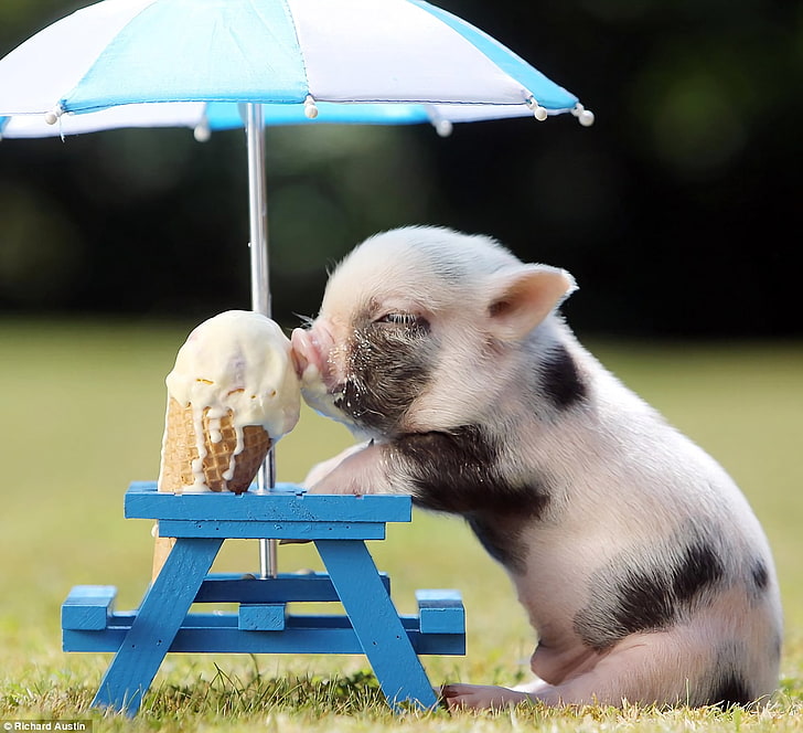 Christmas Pig, cute, ice cream, animal, pig