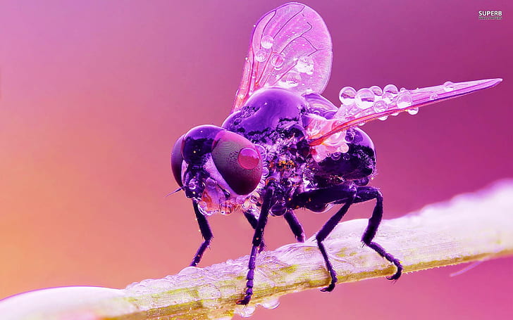 cool,, purple,, housefly, wet Free HD Wallpaper