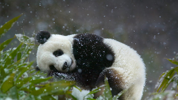 Cute Panda Photography, outdoors, wildlife, cute, white Free HD Wallpaper