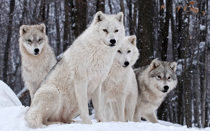 Cute Wolf Pack, snowing, animal wildlife, outdoors, dog Free HD Wallpaper