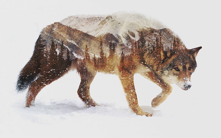 Double Exposure Animal Tattoo, snow, land, wolf, white color