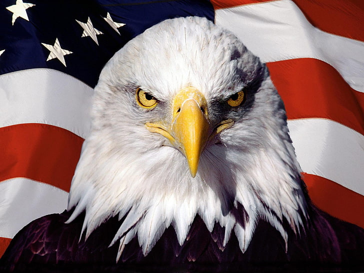 Eagle Carrying American Flag, animal head, national icon, beak, white Free HD Wallpaper