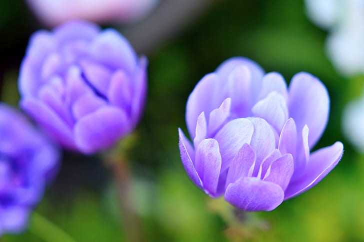 Early Spring Flowers, violet, yokohama, closeup, springtime Free HD Wallpaper