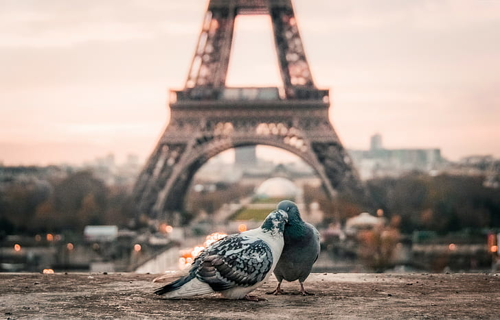 Eiffel Tower, doves, paris, love image Free HD Wallpaper