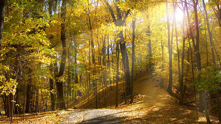 Fall Farm, road, branch, red, land Free HD Wallpaper