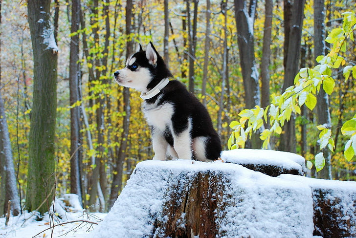 Free Siberian Husky Puppies, cold temperature, vertebrate, mammal, snow Free HD Wallpaper