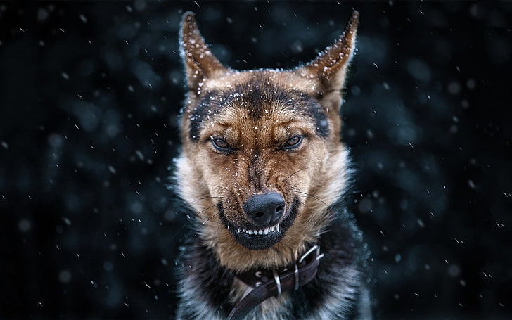 German Shepherd Attack Dog, domestic, snowing, outdoors, pets Free HD Wallpaper