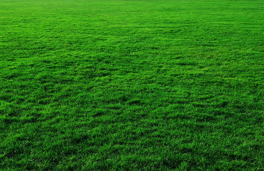 Grass Texture, bright, land, patterns, single color Free HD Wallpaper