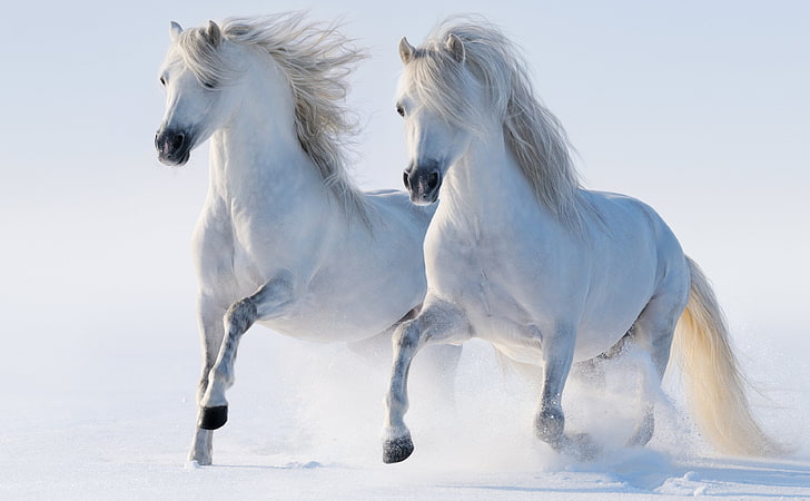 HD Nature, beautiful, horses, vertebrate, mammal Free HD Wallpaper