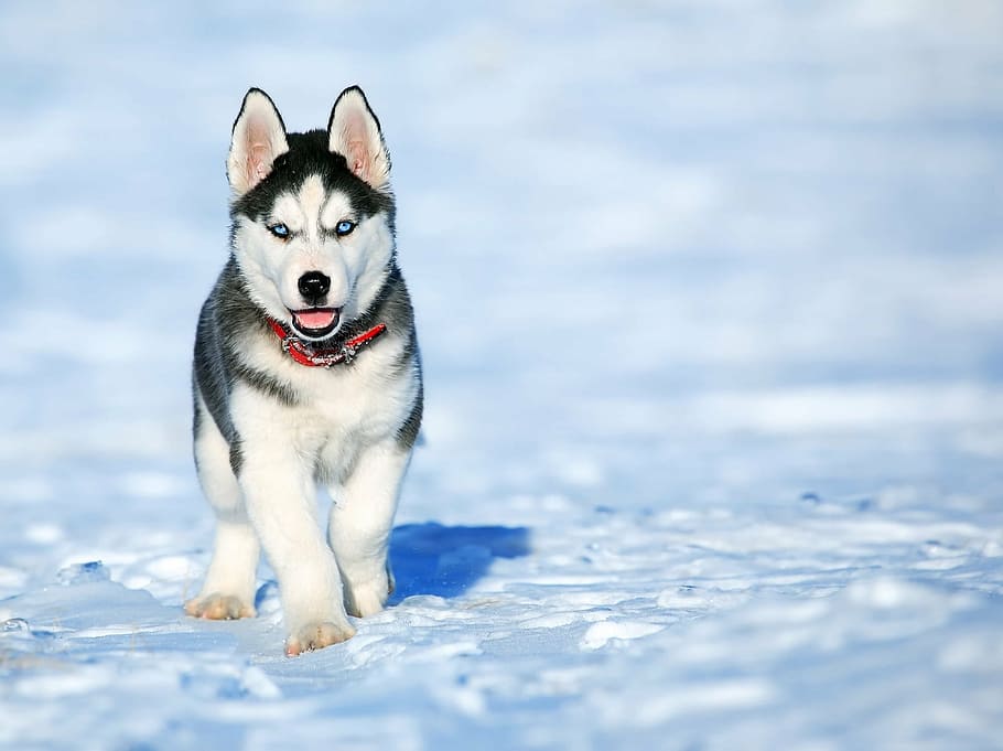 Husky Pups, looking at camera, sled dog, animal, pets Free HD Wallpaper