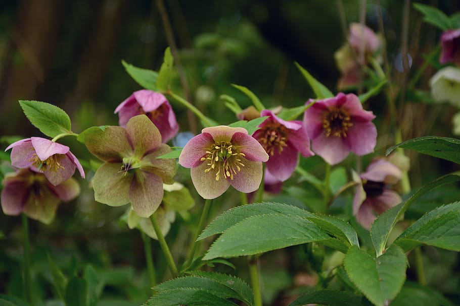 Lenten Rose Ground Cover, inflorescence, early bloomer, nature, beauty in nature Free HD Wallpaper