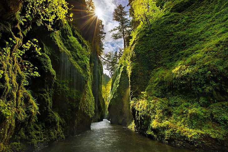 Morning Sun Rays Forest, moss, leaf, tropical climate, valley