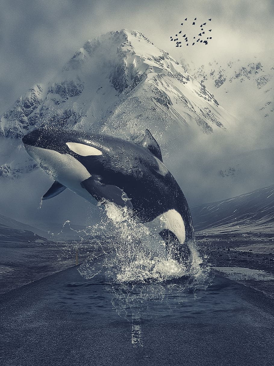 Orca Killer Whale, no people, snowcapped mountain, animal wildlife, swimming