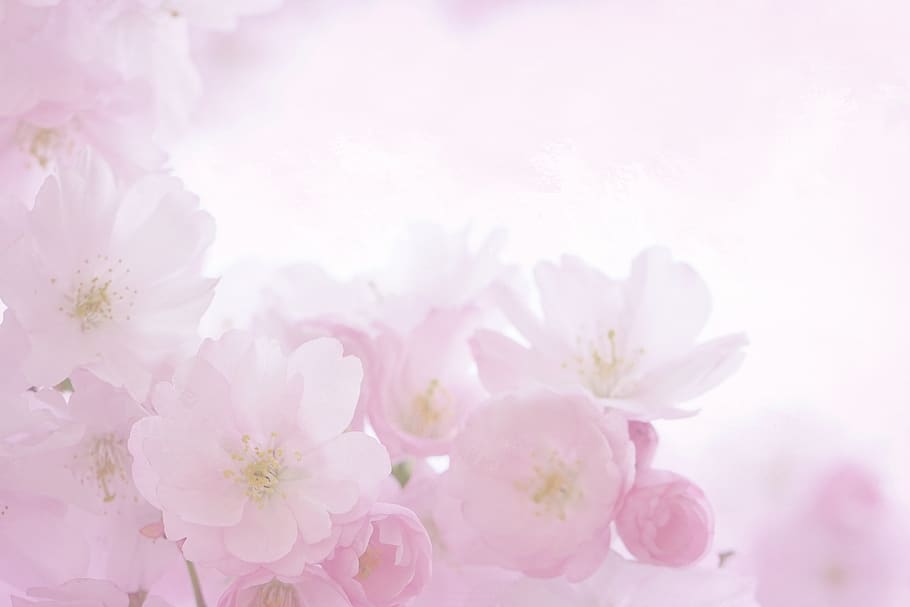 Pastel Easter Bunny, stationery, softness, cherry blossom, fragility Free HD Wallpaper