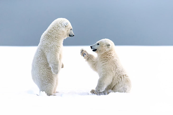 Polar Bear Family, day, animals in the wild, winter, white color Free HD Wallpaper