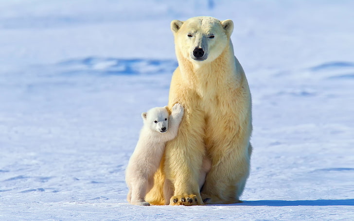 Polar Bear Zoo Habitat, animal themes, cold temperature, animals in the wild, vertebrate Free HD Wallpaper