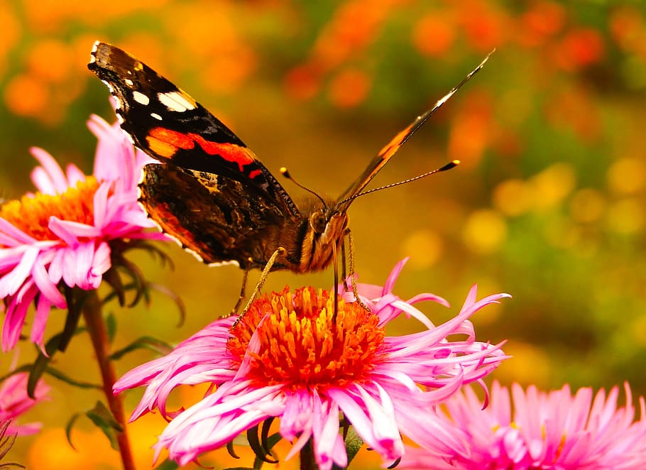 pollen, cosmos, animal, nature Free HD Wallpaper