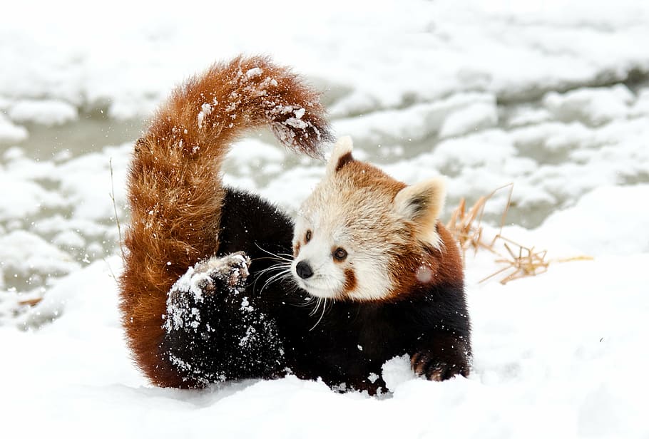 Red Panda Fur, animals in the wild, vertebrate, animals hunting, winter Free HD Wallpaper