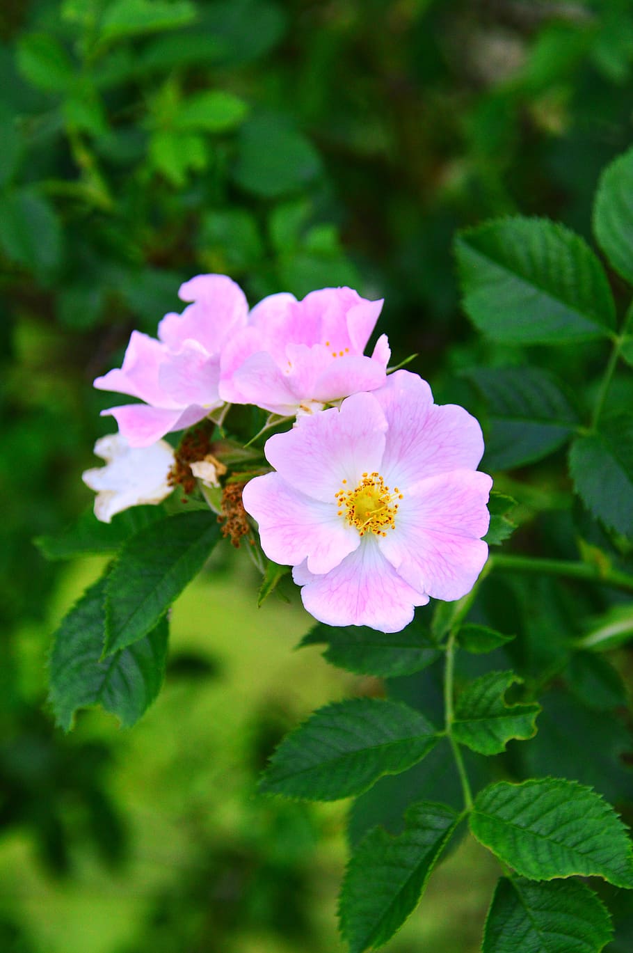 Rosa Moschata, green color, fragility, botany, focus on foreground