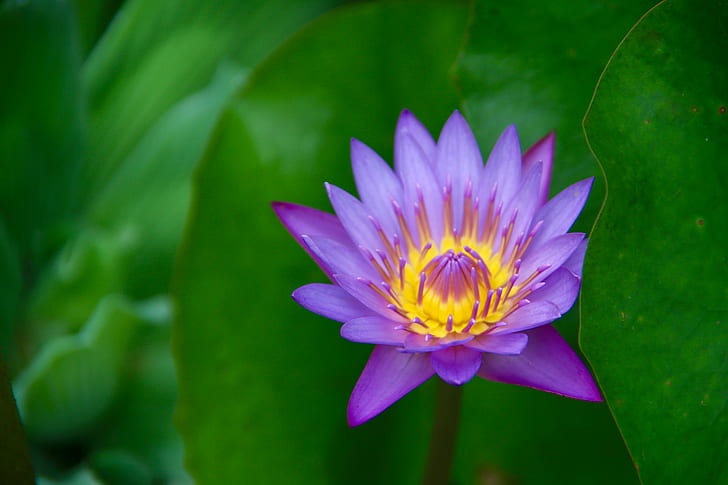 Soft Purple Flowers, awesome, tahiti, lotus flower, pacific  ocean Free HD Wallpaper