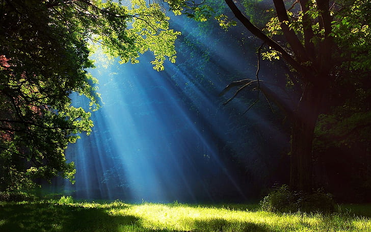 Sun Rays Trees, grass, mist, sun rays, trees Free HD Wallpaper