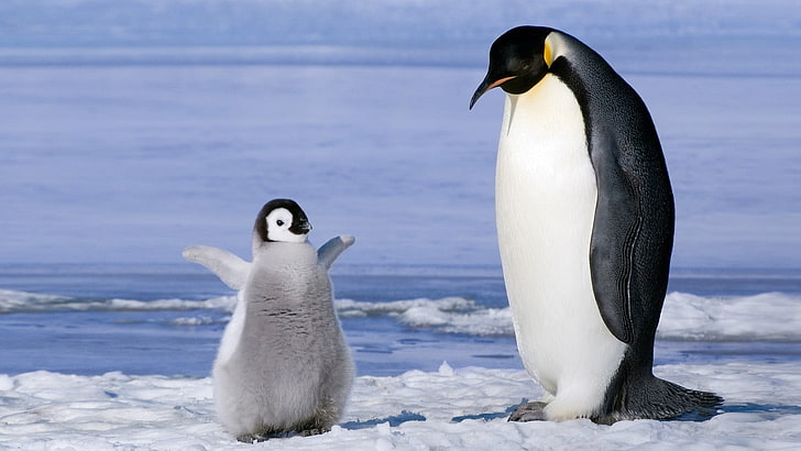 Super Cute Baby Penguins, outdoors, vertebrate, animals in the wild, day Free HD Wallpaper