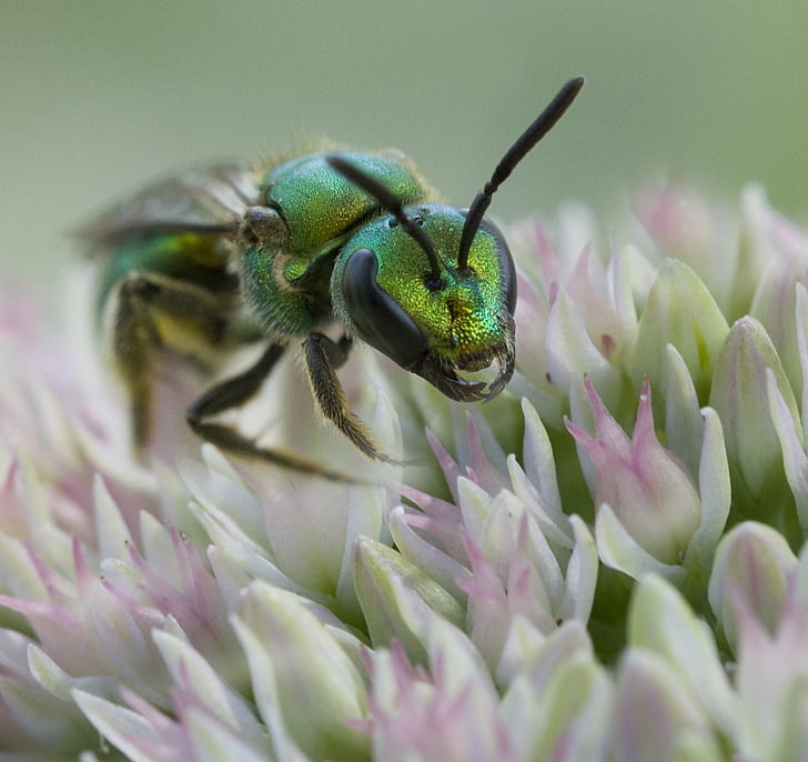 Sweat Bees Species, backyard, plant, metallica, garden Free HD Wallpaper