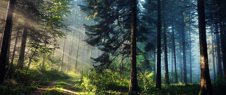 Ultra Wide 2560X1080, ultrawide, trees, photography, sun rays