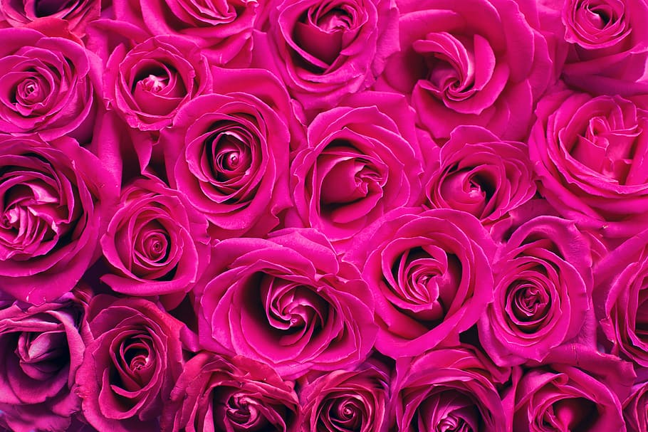 Valentine's Day Pink Roses, freshness, love, birthday, rose  flower