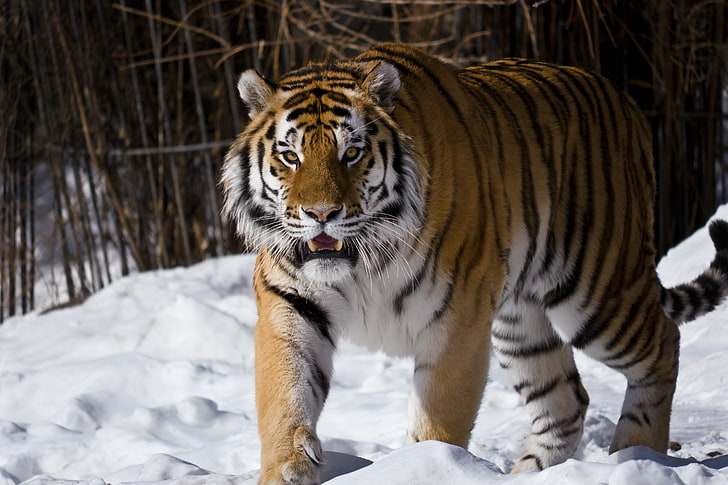 White Amur Tiger, outdoors, siberian tiger, big cat, staring Free HD Wallpaper