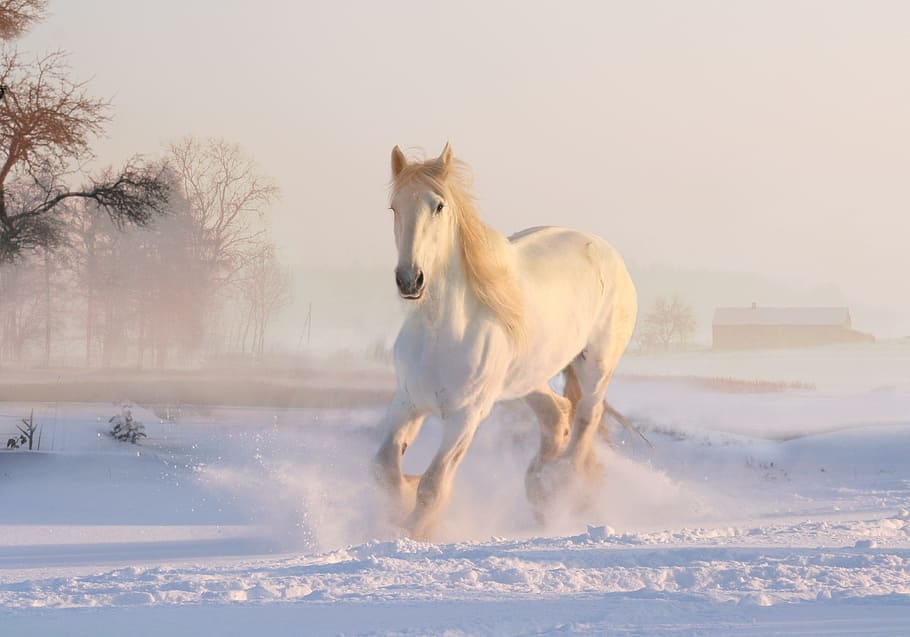 White Horse Jumping, dream, domestic animals, snowflake, happy Free HD Wallpaper