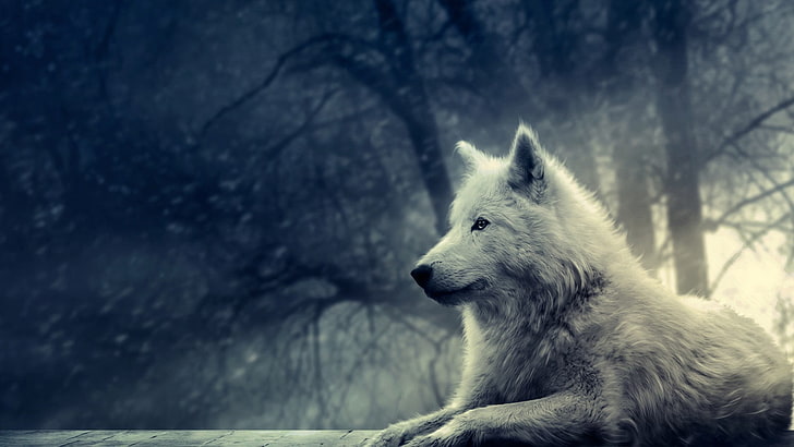 Wolf, dog, outdoors, animals in the wild, pets