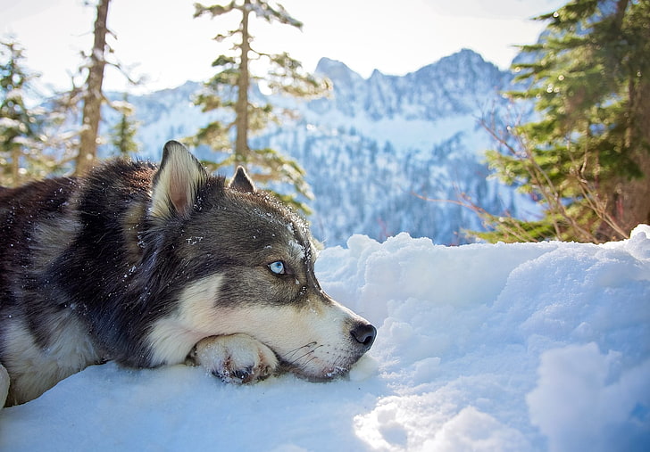 Wolf Husky with Blue Eyes, cold temperature, vertebrate, winter, domestic animals Free HD Wallpaper