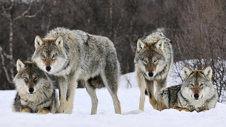 Wolf the Animal, animals hunting, hunting, survival, animal family Free HD Wallpaper