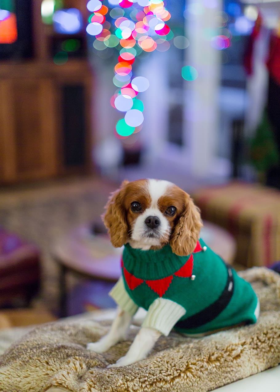 Adorable Cavalier King Charles Spaniel, domestic animals, puppy, animal themes, celebration