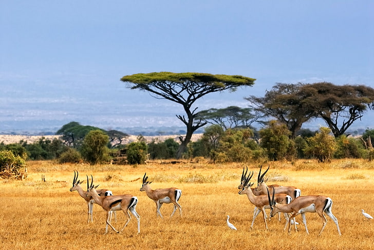 Africa Flag, beauty in nature, plain, serengeti national park, south africa Free HD Wallpaper