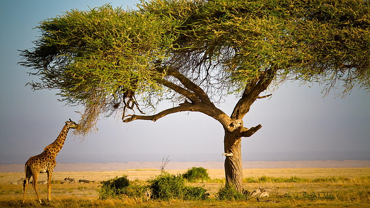 African Acacia Tree, beauty in nature, plain, landscape, scenics  nature Free HD Wallpaper