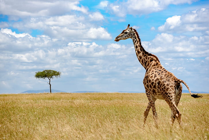 African Savanna Giraffe, wildlife, plains, masai, mammal Free HD Wallpaper