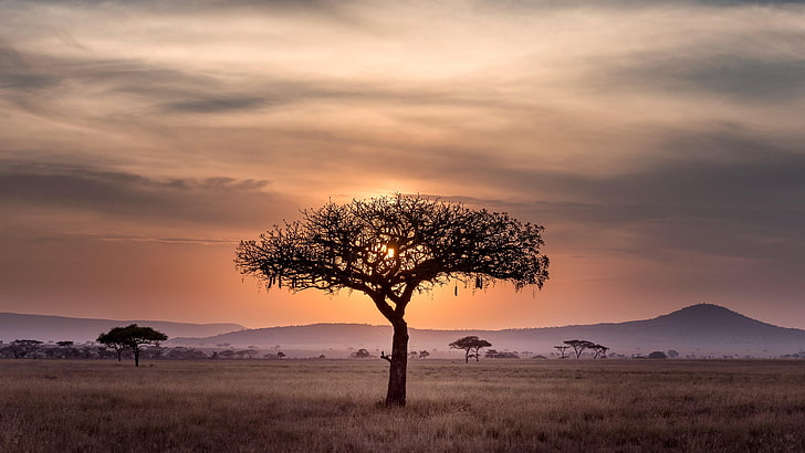 African Sky at Sunset, horizon, tree, sunrise, landscape Free HD Wallpaper