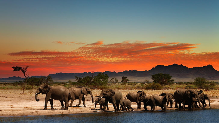 Amazing African Sunset, no people, herbivorous, beauty in nature, nature