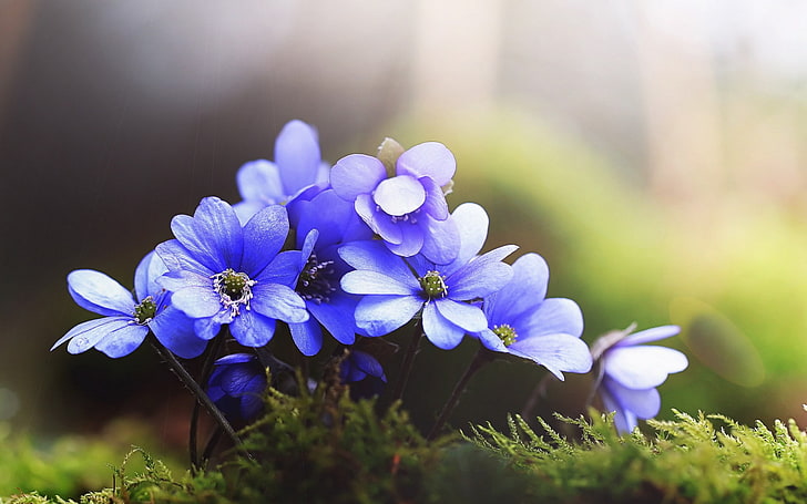 Beautiful Field of Daisies, no people, plant, inflorescence, focus on foreground Free HD Wallpaper