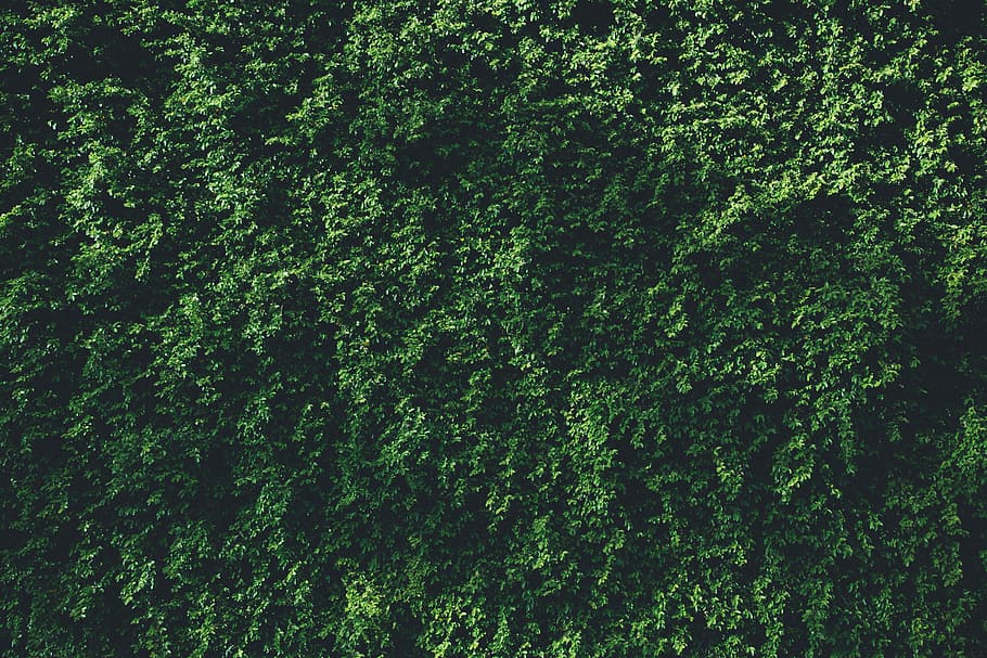 Big Green Leaf Plant, abstract, outdoors, pattern, full frame