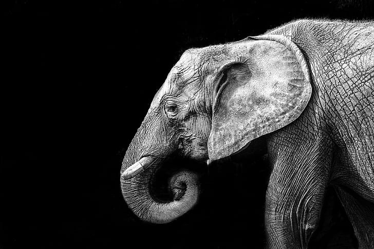 Black Elephant Face, me  my, large, animal, premium Free HD Wallpaper