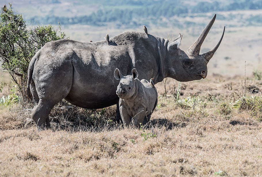 Black Rhino Population, white rhinoceros, serengeti national park, national park, baby rhino