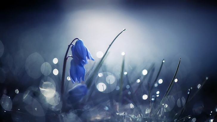 Blue Flower Bokeh, petal, lens flare, fragility, freshness Free HD Wallpaper