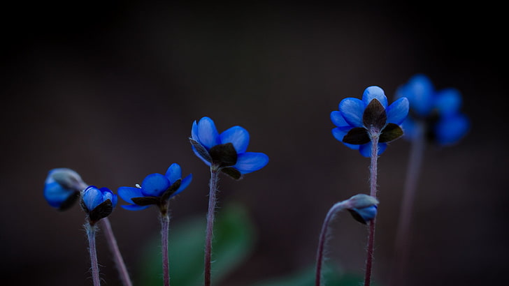 Blue Stock Flower, freshness, no people, closeup, selective focus Free HD Wallpaper