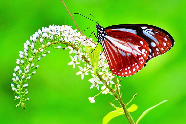 Butterfly On Leaf, furusato, me  my, village, yokohama Free HD Wallpaper