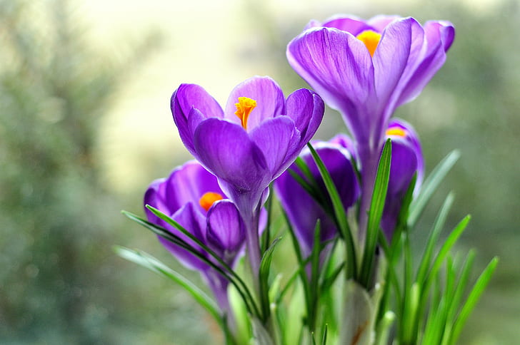 Crocus Garden, closeup, tulip, beauty in nature, season Free HD Wallpaper